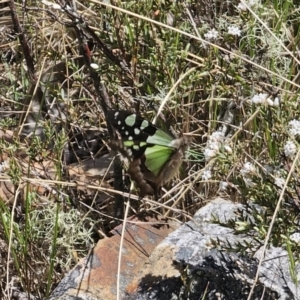 Graphium macleayanum at Tidbinbilla Nature Reserve - 18 Nov 2023 11:53 AM