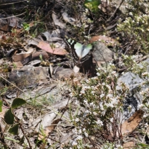 Graphium macleayanum at Tidbinbilla Nature Reserve - 18 Nov 2023 11:53 AM