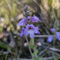 Euphrasia collina subsp. speciosa (Purple Eyebright) at Cotter River, ACT - 18 Nov 2023 by Csteele4