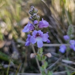 Euphrasia collina subsp. speciosa (Purple Eyebright) at Namadgi National Park - 18 Nov 2023 by Csteele4