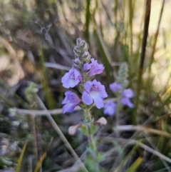 Euphrasia collina subsp. speciosa at Namadgi National Park - 18 Nov 2023