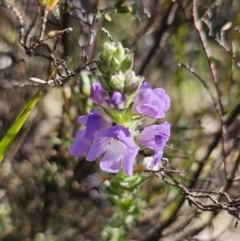 Euphrasia collina subsp. speciosa at Namadgi National Park - 18 Nov 2023
