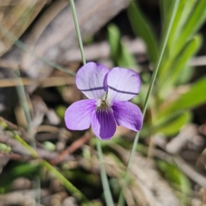 Viola betonicifolia subsp. betonicifolia at Tidbinbilla Nature Reserve - 18 Nov 2023