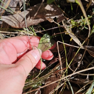 Viola betonicifolia subsp. betonicifolia at Tidbinbilla Nature Reserve - 18 Nov 2023