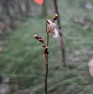 Gastrodia sesamoides at Tidbinbilla Nature Reserve - suppressed