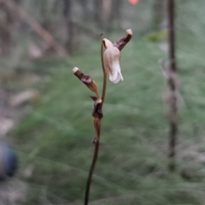 Gastrodia sesamoides at Tidbinbilla Nature Reserve - suppressed