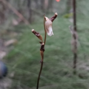 Gastrodia sesamoides at Tidbinbilla Nature Reserve - 18 Nov 2023