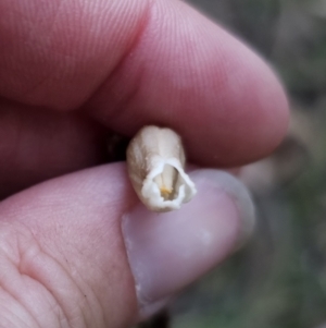 Gastrodia sesamoides at Tidbinbilla Nature Reserve - suppressed