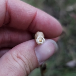 Gastrodia sesamoides at Tidbinbilla Nature Reserve - suppressed