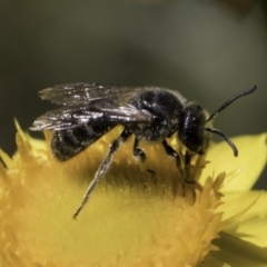 Lasioglossum (Chilalictus) lanarium (Halictid bee) at Croke Place Grassland (CPG) - 17 Nov 2023 by kasiaaus