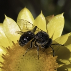 Lasioglossum (Chilalictus) lanarium at Croke Place Grassland (CPG) - 17 Nov 2023