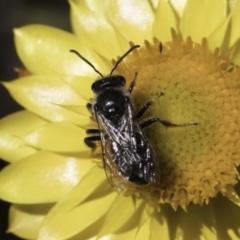 Lasioglossum (Chilalictus) lanarium at McKellar, ACT - 17 Nov 2023 02:30 PM