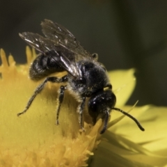 Lasioglossum (Chilalictus) lanarium at McKellar, ACT - 17 Nov 2023