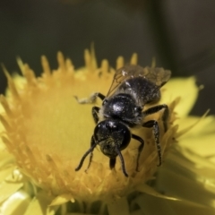 Lasioglossum (Chilalictus) lanarium at McKellar, ACT - 17 Nov 2023