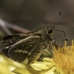 Taractrocera papyria (White-banded Grass-dart) at McKellar, ACT - 17 Nov 2023 by kasiaaus