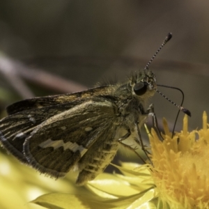 Taractrocera papyria at McKellar, ACT - 17 Nov 2023