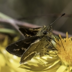 Taractrocera papyria at McKellar, ACT - 17 Nov 2023