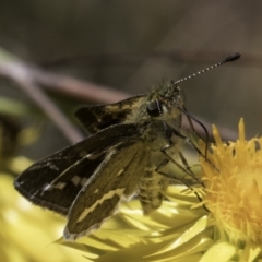 Taractrocera papyria at McKellar, ACT - 17 Nov 2023