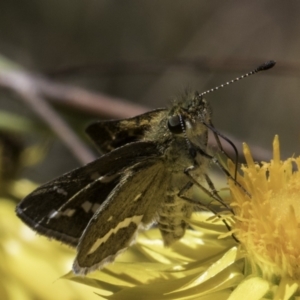 Taractrocera papyria at McKellar, ACT - 17 Nov 2023