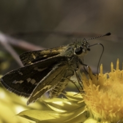 Taractrocera papyria at McKellar, ACT - 17 Nov 2023