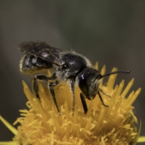 Lasioglossum (Chilalictus) lanarium at McKellar, ACT - 17 Nov 2023