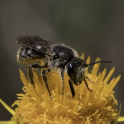 Lasioglossum (Chilalictus) lanarium (Halictid bee) at McKellar, ACT - 17 Nov 2023 by kasiaaus