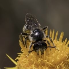 Lasioglossum (Chilalictus) lanarium at McKellar, ACT - 17 Nov 2023