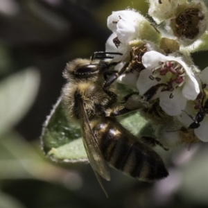 Apis mellifera at McKellar, ACT - 17 Nov 2023