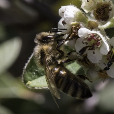 Apis mellifera (European honey bee) at McKellar, ACT - 17 Nov 2023 by kasiaaus