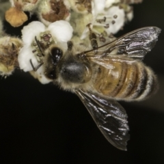 Apis mellifera at McKellar, ACT - 17 Nov 2023