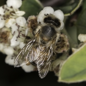 Apis mellifera at McKellar, ACT - 17 Nov 2023