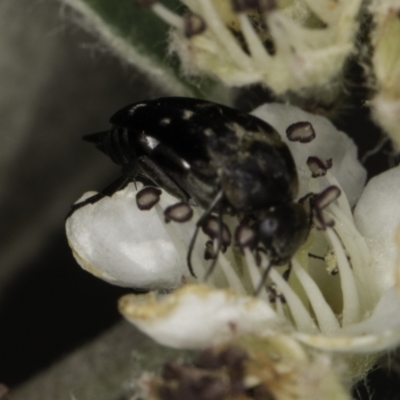 Mordellidae (family) (Unidentified pintail or tumbling flower beetle) at McKellar, ACT - 17 Nov 2023 by kasiaaus