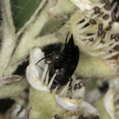 Mordellidae (family) at McKellar, ACT - 17 Nov 2023 02:35 PM