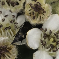 Mordellidae (family) at McKellar, ACT - 17 Nov 2023 02:35 PM