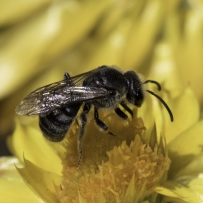 Lasioglossum (Chilalictus) lanarium (Halictid bee) at Croke Place Grassland (CPG) - 17 Nov 2023 by kasiaaus