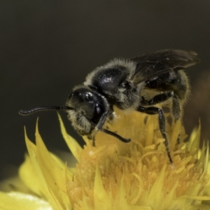 Lasioglossum (Chilalictus) lanarium at McKellar, ACT - 17 Nov 2023 02:37 PM