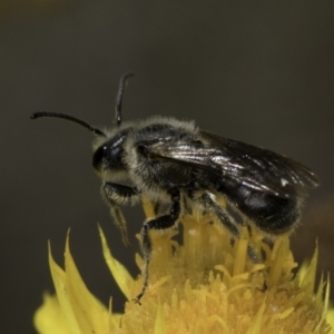 Lasioglossum (Chilalictus) lanarium at McKellar, ACT - 17 Nov 2023 02:37 PM