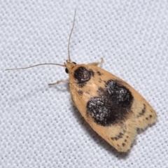 Garrha ocellifera (A concealer moth) at Jerrabomberra, NSW - 18 Nov 2023 by DianneClarke