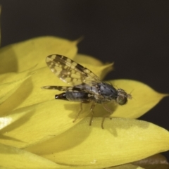 Austrotephritis poenia (Australian Fruit Fly) at Croke Place Grassland (CPG) - 17 Nov 2023 by kasiaaus