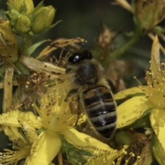 Apis mellifera (European honey bee) at McKellar, ACT - 17 Nov 2023 by kasiaaus