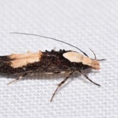 Trachydora pygaea (A Gelechioid moth) at QPRC LGA - 18 Nov 2023 by DianneClarke