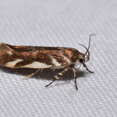 Macrobathra heminephela (Silver Wattle Moth) at Jerrabomberra, NSW - 18 Nov 2023 by DianneClarke