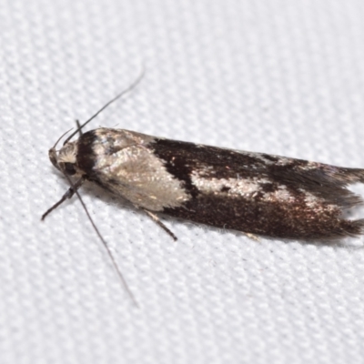 Gelechioidea (superfamily) (Unidentified Gelechioid moth) at QPRC LGA - 18 Nov 2023 by DianneClarke
