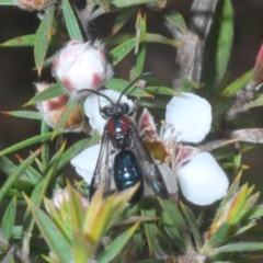 Callomelitta picta at Tinderry Mountains - 16 Nov 2023 by Harrisi