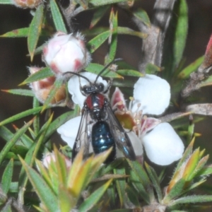 Callomelitta picta at Tinderry Mountains - suppressed