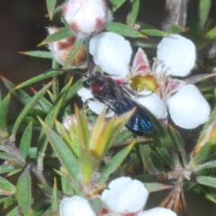 Callomelitta picta at Tinderry Mountains - suppressed