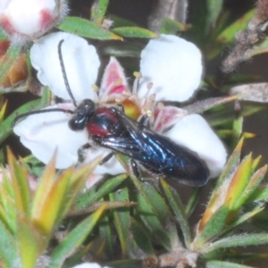 Callomelitta picta at Tinderry Mountains - suppressed