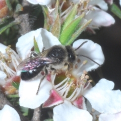 Leioproctus sp. (genus) (Plaster bee) at Tinderry, NSW - 16 Nov 2023 by Harrisi