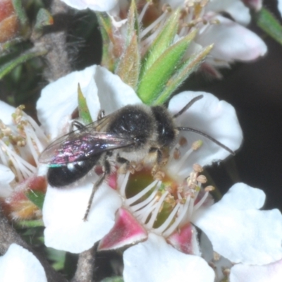 Leioproctus sp. (genus) (Plaster bee) at Tinderry, NSW - 16 Nov 2023 by Harrisi