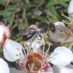 Leioproctus sp. (genus) at Tinderry Mountains - suppressed